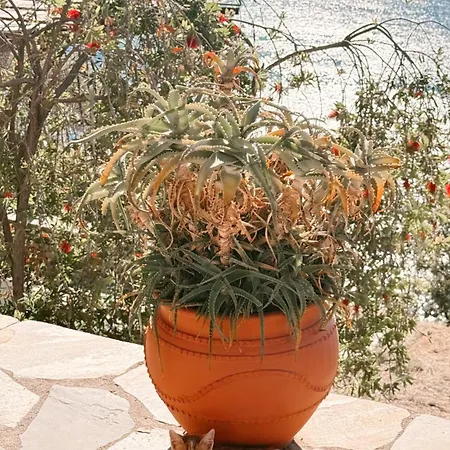 With Breathtaking Views And Private Feriehus Agios Dimitrios (Alonisos)